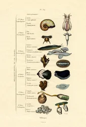Molluschi